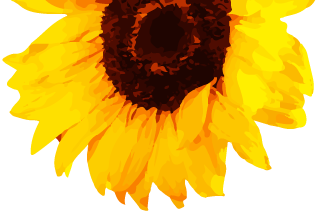 Romanian Sunflower